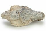 Gorgeous, Fossil Oreodont (Merycoidodon) Skull - South Dakota #249251-4